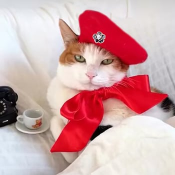 Kutya beret sapka, gyapjú/filc anyag, betűk mintázat, reliefes kivitel, géppel szőtt nehéz lapos, tavasz és ősz (Modell: MZ-001)