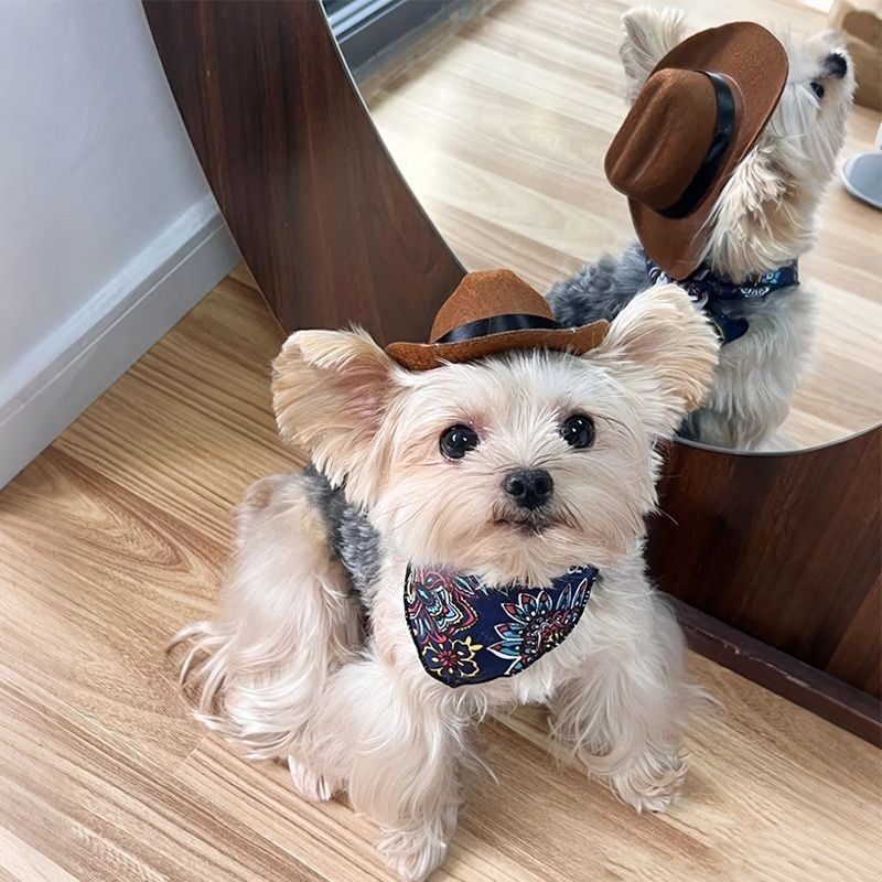 Macskáknak szóló nyugati stílusú cowboy sapka — gyapjú, négy évszakos