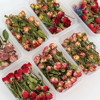 Изсушено цвете-роза с множество глав - DIY подарък, реквизит за снимки, стенен декор, не боядисано