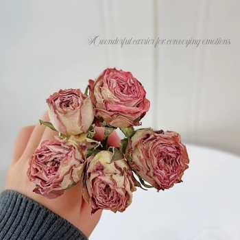 Изсушено цвете-роза с множество глав - DIY подарък, реквизит за снимки, стенен декор, не боядисано