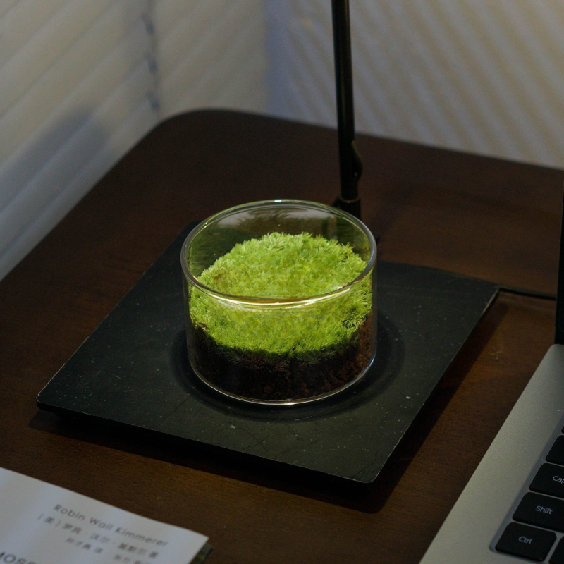 Sticlă terrariu cu mușchi - DIY mini decor pentru birou/acasă, sticlă borosilikat de înaltă calitate, model TB674839126224, cadou de afaceri