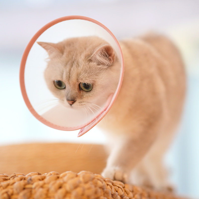 Bakerlele Mäkký obojok pre mačku — Proti škrabaniu a proti olizovaniu, Priehľadný, Priedušný, Mäkký okraj (Značka Bakerlele; Materiál Iné; Pre Mačky)