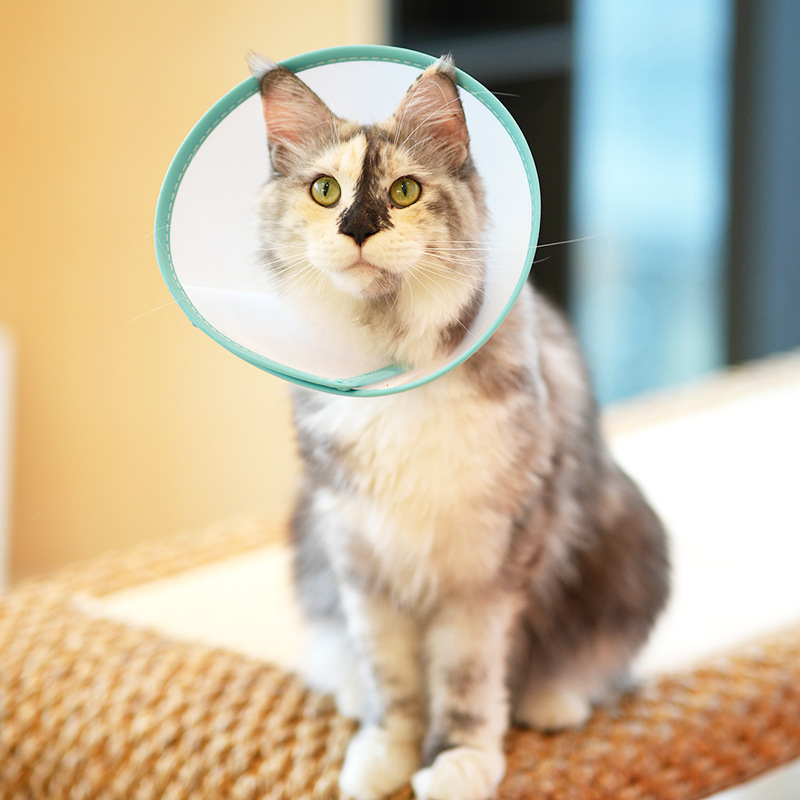 Bakerlele Mäkký obojok pre mačku — Proti škrabaniu a proti olizovaniu, Priehľadný, Priedušný, Mäkký okraj (Značka Bakerlele; Materiál Iné; Pre Mačky)