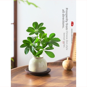 Bonsai al celor Opt Direcții ale Bogăției: plantă hidroponică Duckfoot Wood pentru birou și sufragerie, ușor de întreținut pe tot timpul anului