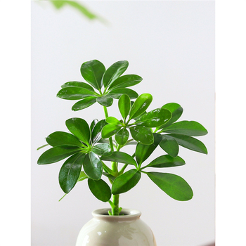 Bonsai al celor Opt Direcții ale Bogăției: plantă hidroponică Duckfoot Wood pentru birou și sufragerie, ușor de întreținut pe tot timpul anului