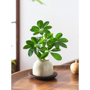 Bonsai al celor Opt Direcții ale Bogăției: plantă hidroponică Duckfoot Wood pentru birou și sufragerie, ușor de întreținut pe tot timpul anului