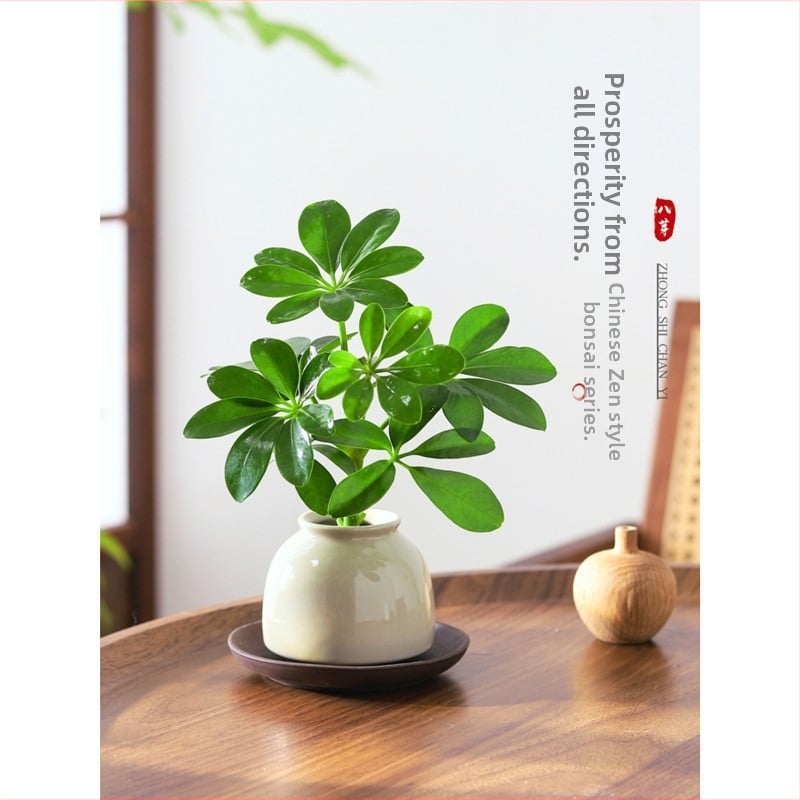 Bonsai al celor Opt Direcții ale Bogăției: plantă hidroponică Duckfoot Wood pentru birou și sufragerie, ușor de întreținut pe tot timpul anului