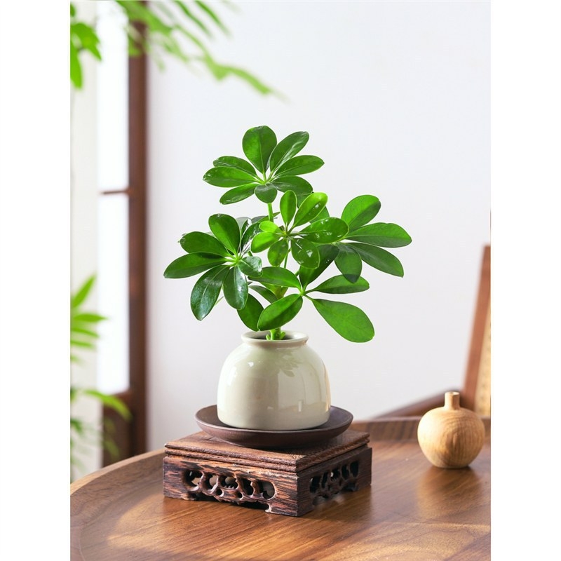 Bonsai al celor Opt Direcții ale Bogăției: plantă hidroponică Duckfoot Wood pentru birou și sufragerie, ușor de întreținut pe tot timpul anului