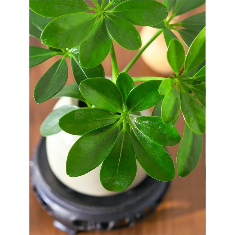 Bonsai al celor Opt Direcții ale Bogăției: plantă hidroponică Duckfoot Wood pentru birou și sufragerie, ușor de întreținut pe tot timpul anului