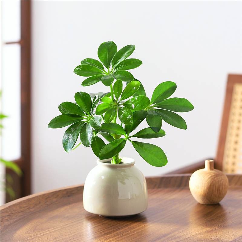 Bonsai al celor Opt Direcții ale Bogăției: plantă hidroponică Duckfoot Wood pentru birou și sufragerie, ușor de întreținut pe tot timpul anului