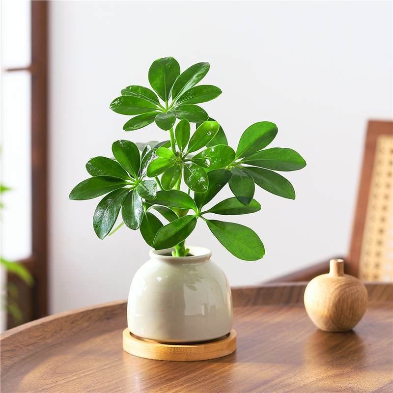 Bonsai al celor Opt Direcții ale Bogăției: plantă hidroponică Duckfoot Wood pentru birou și sufragerie, ușor de întreținut pe tot timpul anului