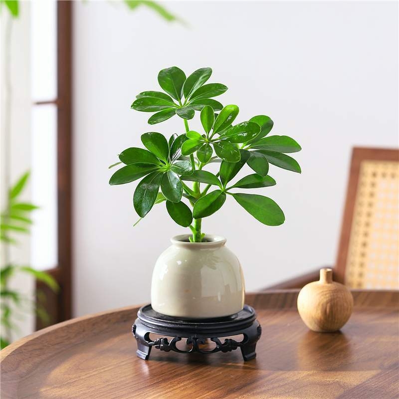 Bonsai al celor Opt Direcții ale Bogăției: plantă hidroponică Duckfoot Wood pentru birou și sufragerie, ușor de întreținut pe tot timpul anului