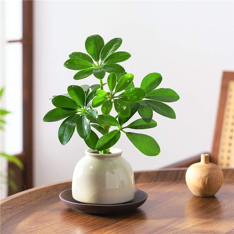 Bonsai al celor Opt Direcții ale Bogăției: plantă hidroponică Duckfoot Wood pentru birou și sufragerie, ușor de întreținut pe tot timpul anului