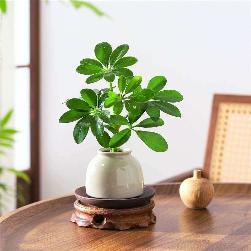 Bonsai al celor Opt Direcții ale Bogăției: plantă hidroponică Duckfoot Wood pentru birou și sufragerie, ușor de întreținut pe tot timpul anului