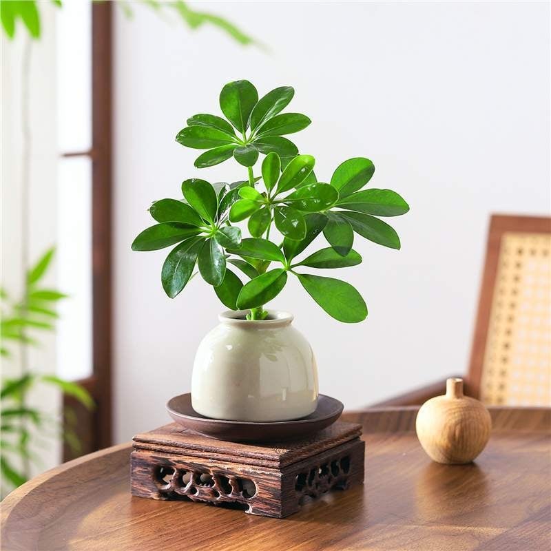 Bonsai al celor Opt Direcții ale Bogăției: plantă hidroponică Duckfoot Wood pentru birou și sufragerie, ușor de întreținut pe tot timpul anului