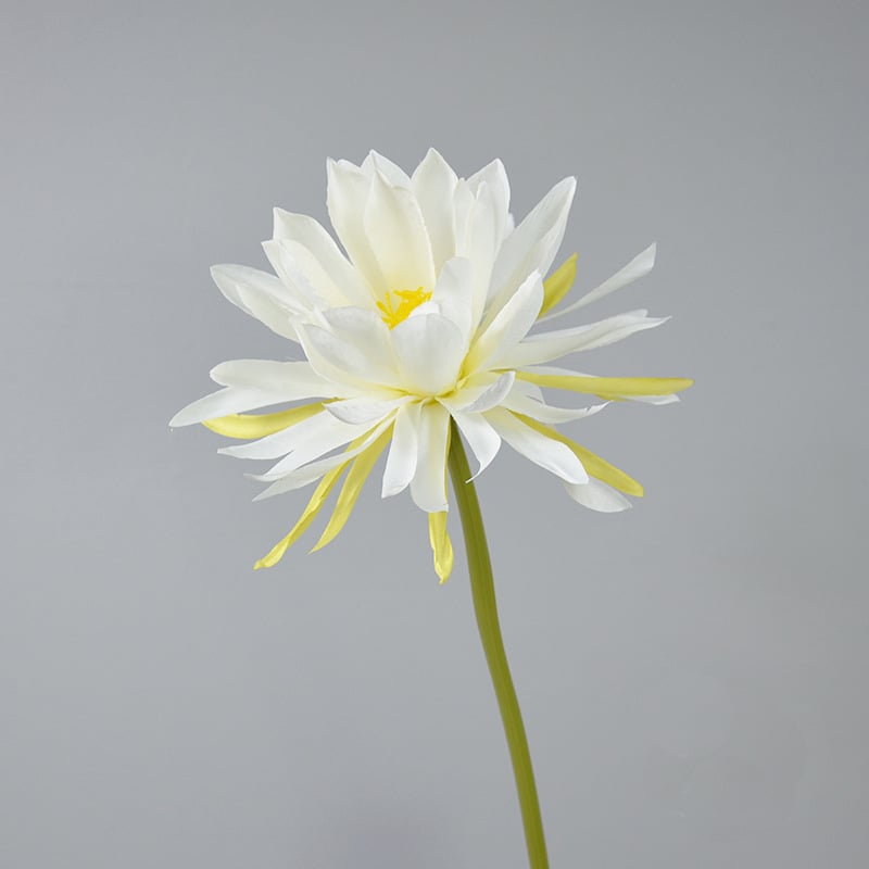 Umjetni Epiphyllum cvijet, s jednom granom, rekviziti za fotografiju, vjenčanje i kućnu dekoraciju; Materijal: svila; Obrada: stiliziranje, reljef; Model: 18904525367