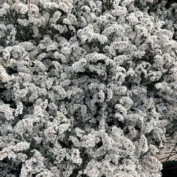 Изсъхнал клонков букет Crystal Grass, SJC-13, OPP опаковка