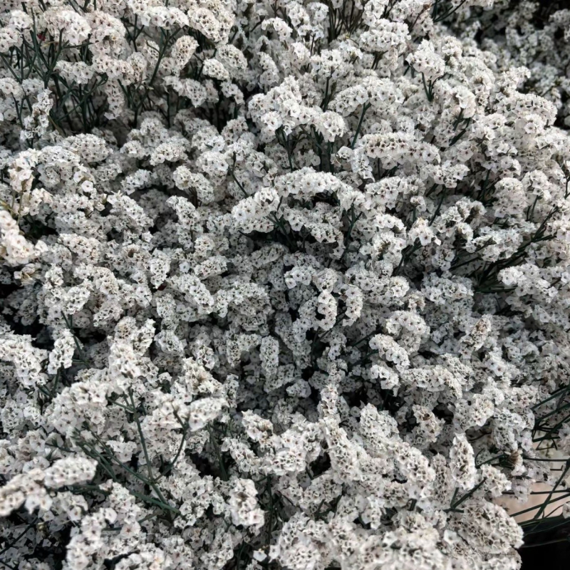 Изсъхнал клонков букет Crystal Grass, SJC-13, OPP опаковка