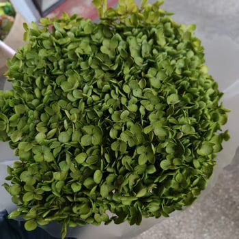 Един стрък вечни цветя - ръчна изработка, суви цветя за домашна украса, марка Yunnan Runhong, артикул 2024, подходящ подарък