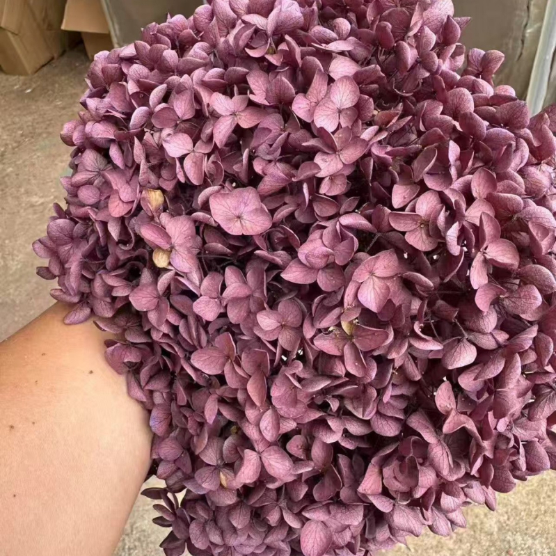 Един стрък вечни цветя - ръчна изработка, суви цветя за домашна украса, марка Yunnan Runhong, артикул 2024, подходящ подарък