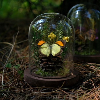 Butterfly bonsai uz stakleni kupol – izložba kukaca, mikro krajolik s osušenim cvijećem, konstrukcija od plastike i smole