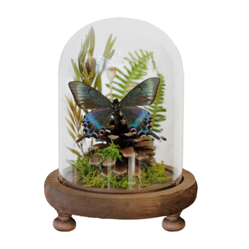 Butterfly bonsai uz stakleni kupol – izložba kukaca, mikro krajolik s osušenim cvijećem, konstrukcija od plastike i smole