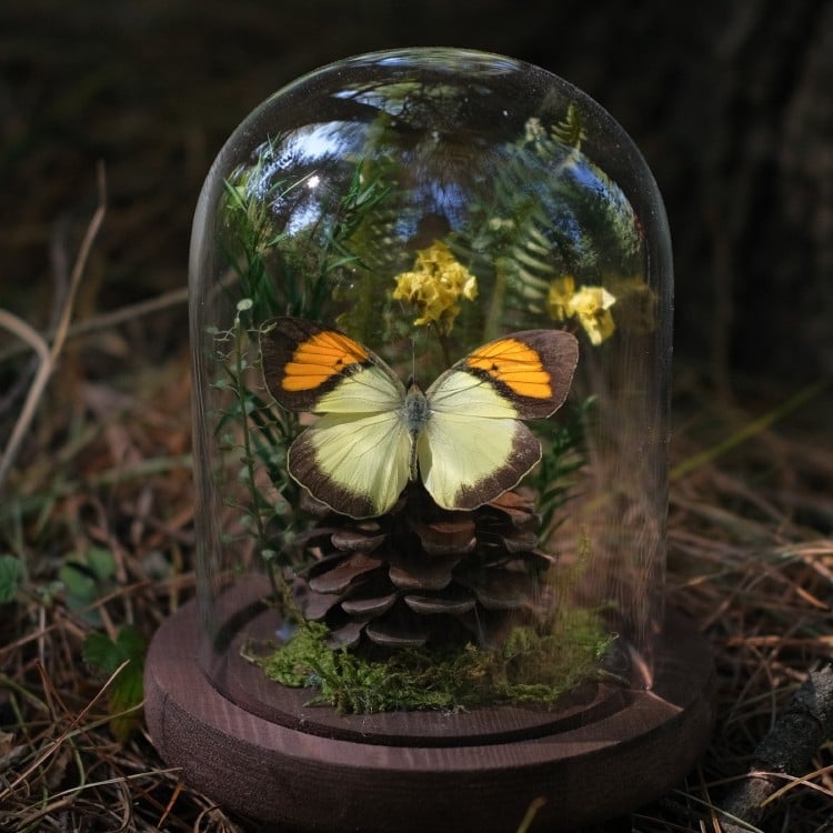 Butterfly bonsai uz stakleni kupol – izložba kukaca, mikro krajolik s osušenim cvijećem, konstrukcija od plastike i smole