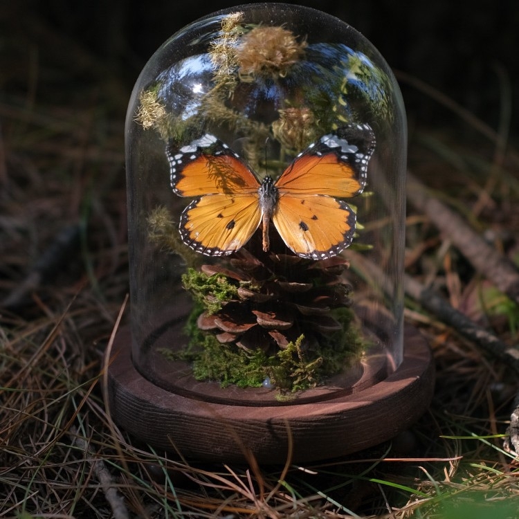 Butterfly bonsai uz stakleni kupol – izložba kukaca, mikro krajolik s osušenim cvijećem, konstrukcija od plastike i smole