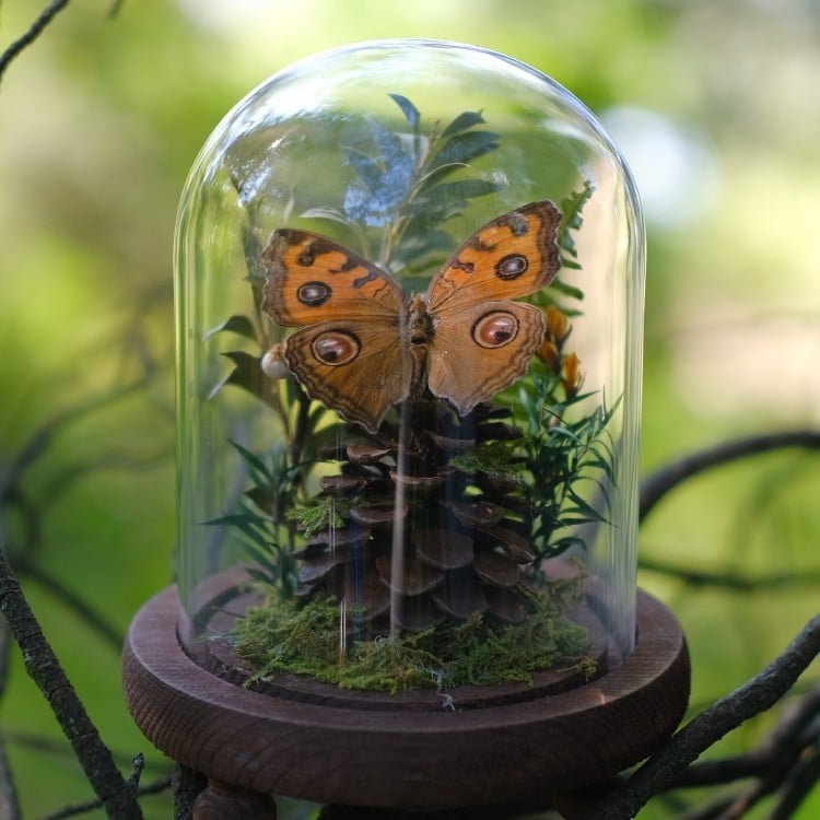 Butterfly bonsai uz stakleni kupol – izložba kukaca, mikro krajolik s osušenim cvijećem, konstrukcija od plastike i smole
