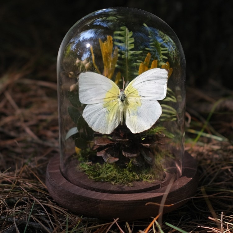 Butterfly bonsai uz stakleni kupol – izložba kukaca, mikro krajolik s osušenim cvijećem, konstrukcija od plastike i smole