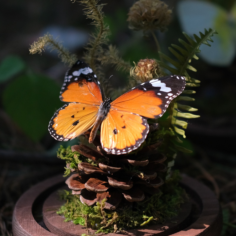 Butterfly bonsai uz stakleni kupol – izložba kukaca, mikro krajolik s osušenim cvijećem, konstrukcija od plastike i smole