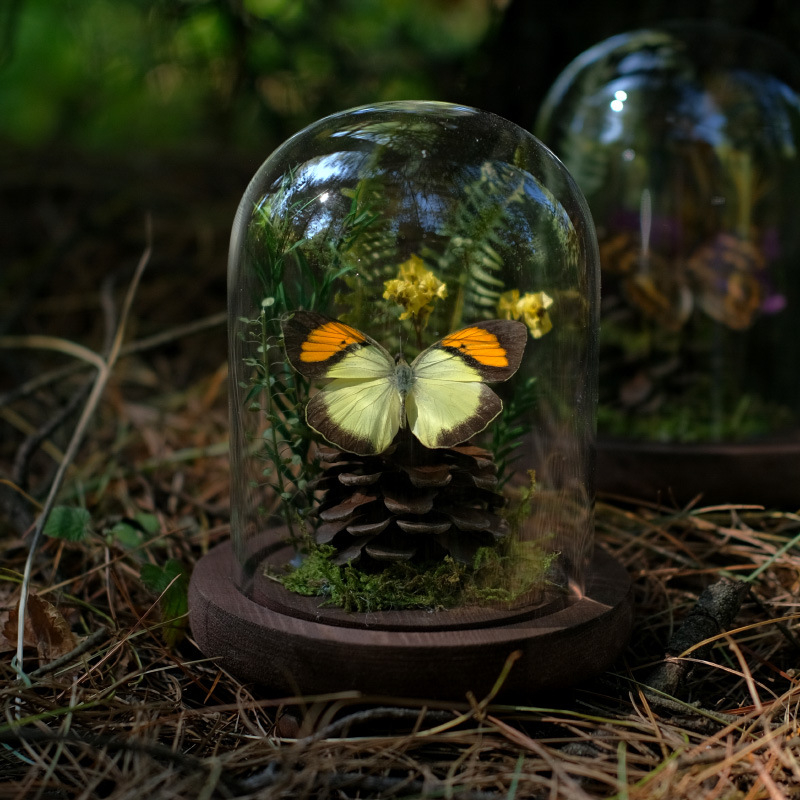Butterfly bonsai uz stakleni kupol – izložba kukaca, mikro krajolik s osušenim cvijećem, konstrukcija od plastike i smole