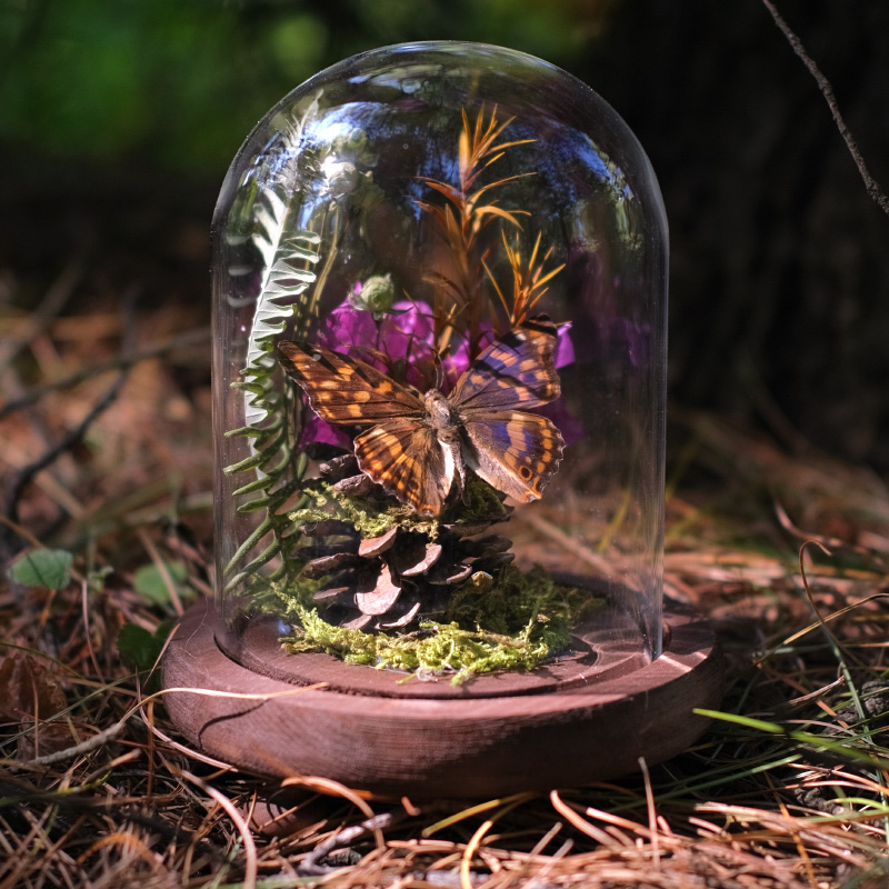 Butterfly bonsai uz stakleni kupol – izložba kukaca, mikro krajolik s osušenim cvijećem, konstrukcija od plastike i smole