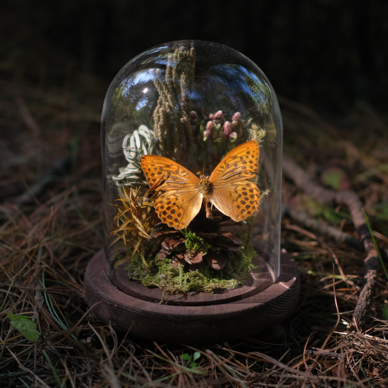 Butterfly bonsai uz stakleni kupol – izložba kukaca, mikro krajolik s osušenim cvijećem, konstrukcija od plastike i smole
