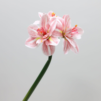 Flori artificiale Amaryllis și Clivia, suprafață PU — Material: Plastic, PU; Procese: vopsire, turnare prin injecție, serigrafie, imprimare 3D; Utilizări: nunți, exterior, recuzita pentru fotografie, decor de casă; Model: 19147829257