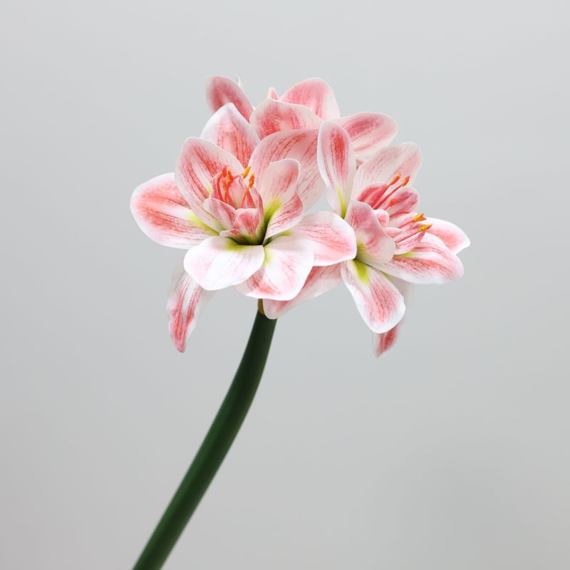Flori artificiale Amaryllis și Clivia, suprafață PU — Material: Plastic, PU; Procese: vopsire, turnare prin injecție, serigrafie, imprimare 3D; Utilizări: nunți, exterior, recuzita pentru fotografie, decor de casă; Model: 19147829257