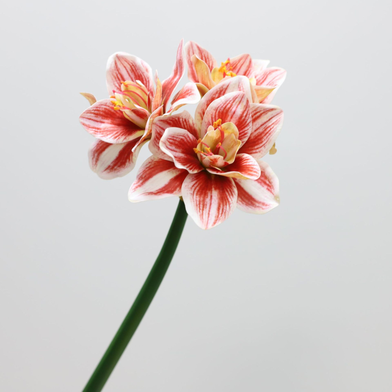 Flori artificiale Amaryllis și Clivia, suprafață PU — Material: Plastic, PU; Procese: vopsire, turnare prin injecție, serigrafie, imprimare 3D; Utilizări: nunți, exterior, recuzita pentru fotografie, decor de casă; Model: 19147829257