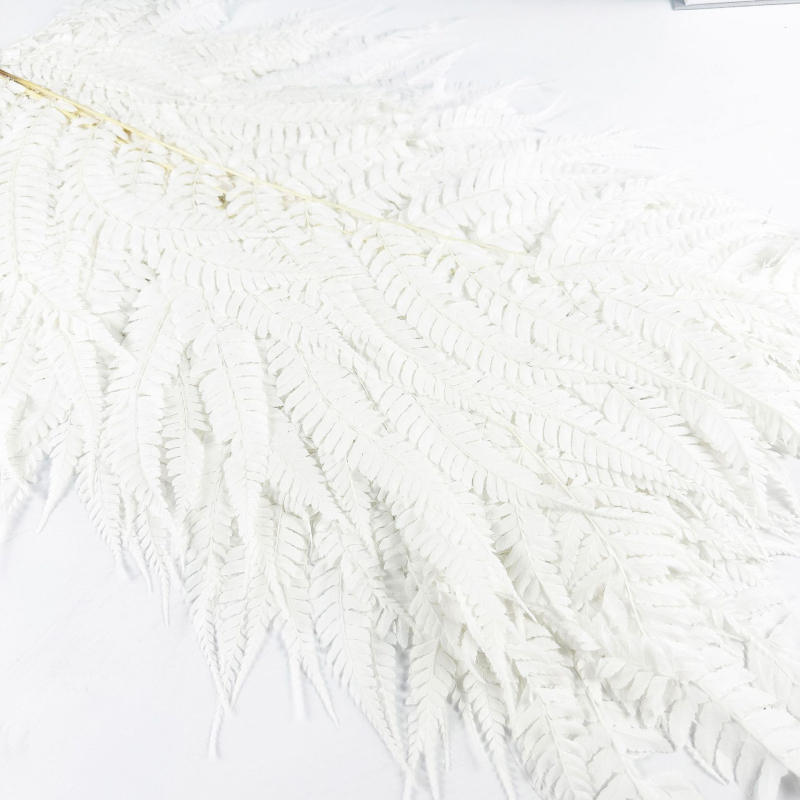 Запазени листа от папрат за DIY цветни аранжировки — асортирани папрати, Money Fern и Snowflake Fern