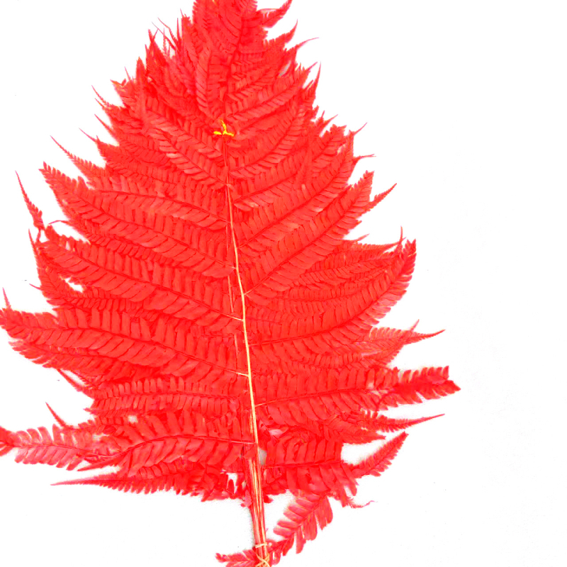 Запазени листа от папрат за DIY цветни аранжировки — асортирани папрати, Money Fern и Snowflake Fern