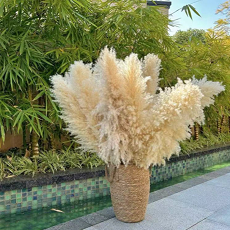 Букет сушени тръстикови цветя, клончета от тръстика, Flower Bella, без боядисване, твърдо опакован