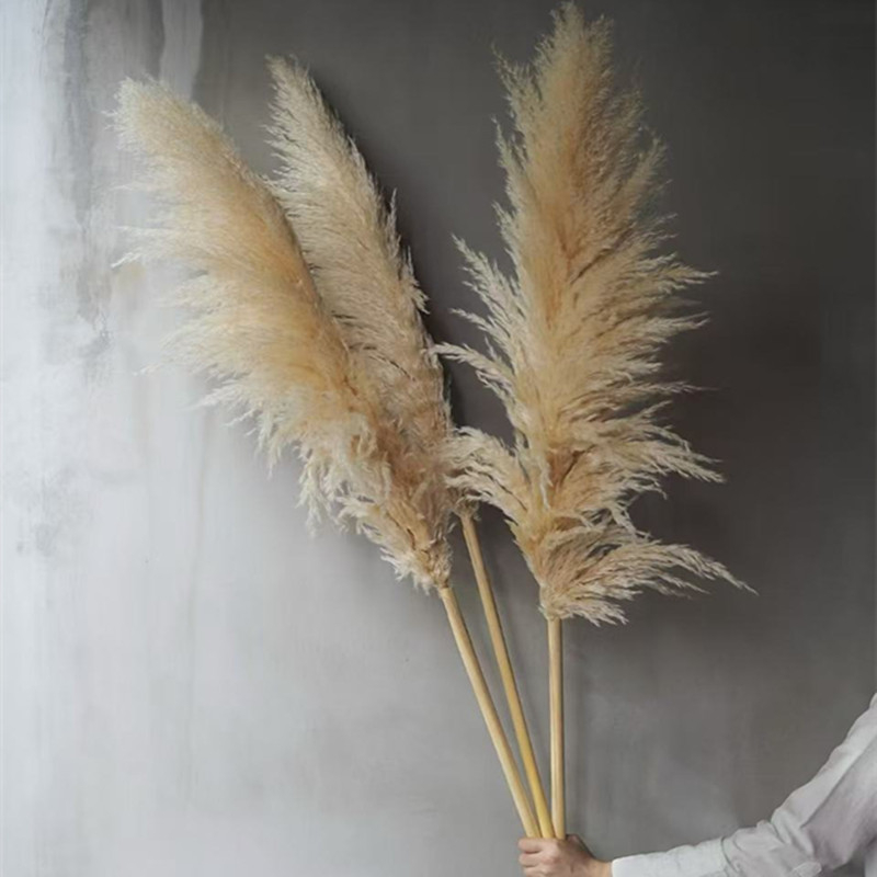 Букет сушени тръстикови цветя, клончета от тръстика, Flower Bella, без боядисване, твърдо опакован