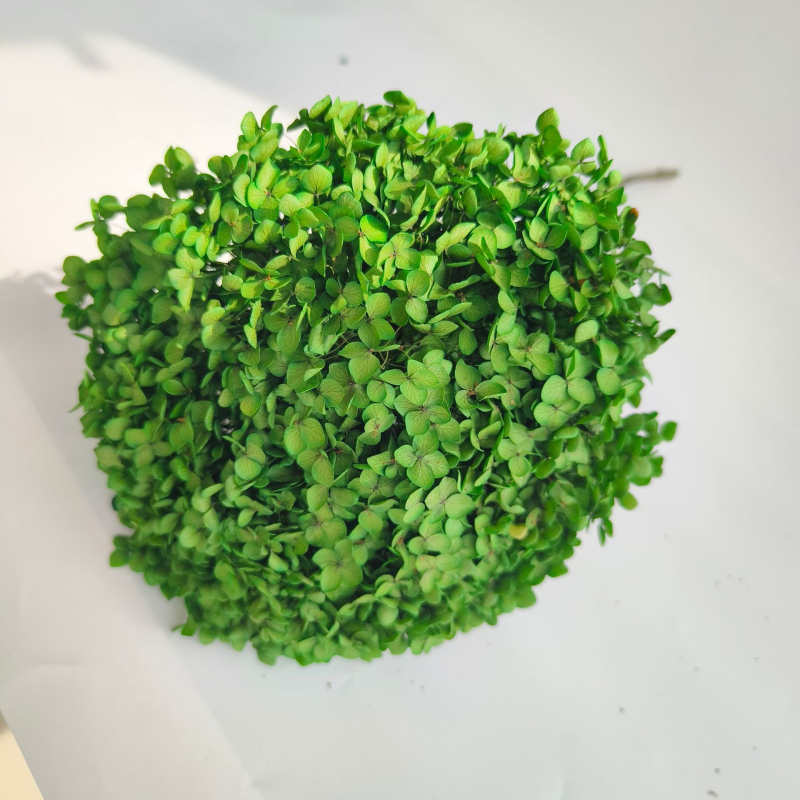 Анна хортензия – запазени цветя, сушени цветя на клонка, боядисани за букет