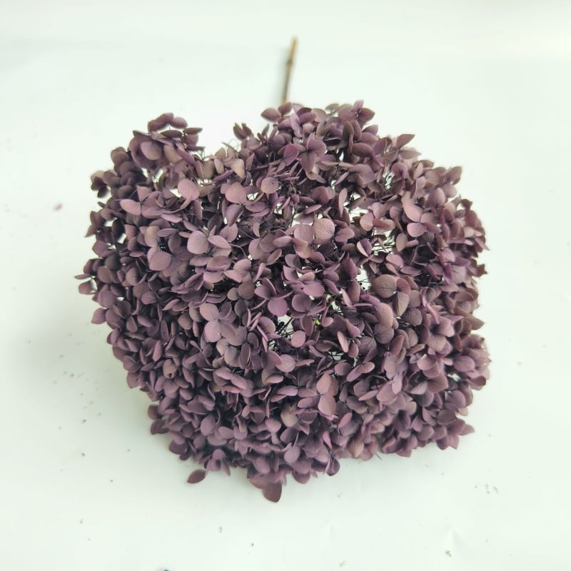 Анна хортензия – запазени цветя, сушени цветя на клонка, боядисани за букет