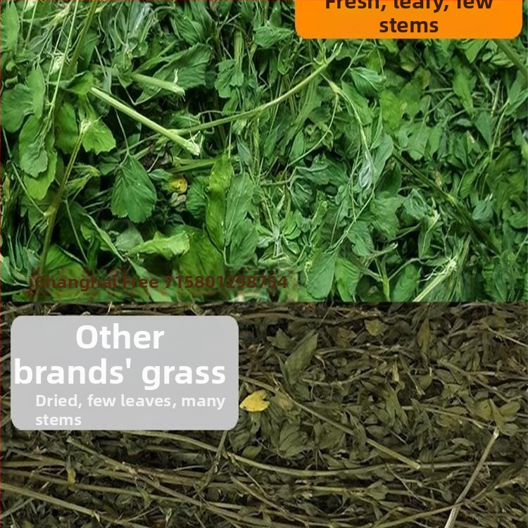 Vlhká strava z lucerny pre dospelé zajce, morčatá a činčily