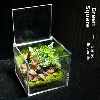 Φυτό γραφείου με μικρο-τοπιογραφία από βρύα – ακρυλικό, στυλ λιβαδιού, χειροποίητο, αφρώδες κουτί συσκευασίας, έτοιμο για δώρο