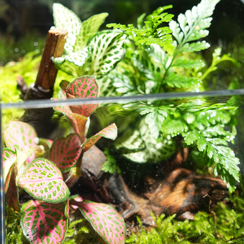 Φυτό γραφείου με μικρο-τοπιογραφία από βρύα – ακρυλικό, στυλ λιβαδιού, χειροποίητο, αφρώδες κουτί συσκευασίας, έτοιμο για δώρο