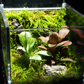 Φυτό γραφείου με μικρο-τοπιογραφία από βρύα – ακρυλικό, στυλ λιβαδιού, χειροποίητο, αφρώδες κουτί συσκευασίας, έτοιμο για δώρο