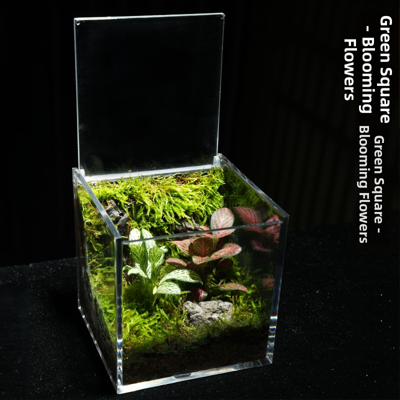 Φυτό γραφείου με μικρο-τοπιογραφία από βρύα – ακρυλικό, στυλ λιβαδιού, χειροποίητο, αφρώδες κουτί συσκευασίας, έτοιμο για δώρο