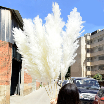 Голям букет сушени тръстикови цветя, марка Flower Bella Flowers, композиции от сушени цветя