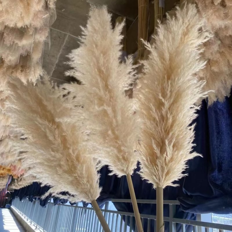 Голям букет сушени тръстикови цветя, марка Flower Bella Flowers, композиции от сушени цветя